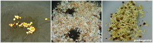 recipesteps1